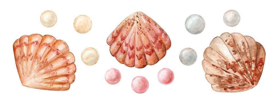 Sea shells and pearls, watercolor illustration. Design element, marine style, jewelry.