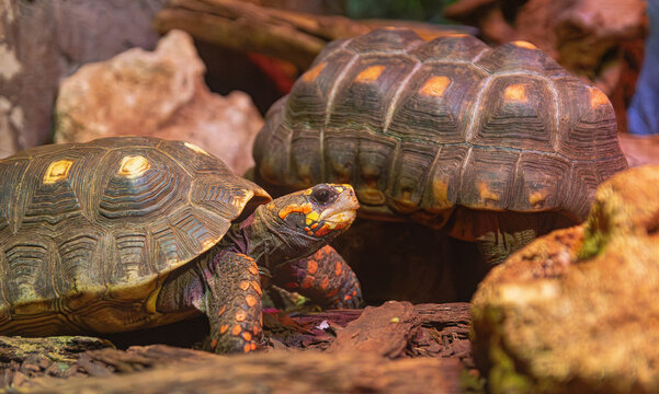 red footed tortoise, (Chelonoidis carbonarius), two specimens among rocks