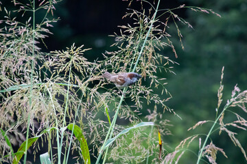 bird on a srand of grass