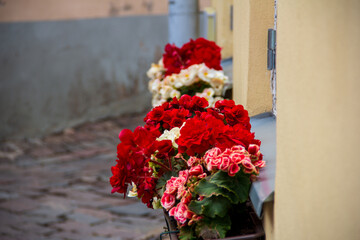 Vibrant red flowers in window planter box on yellow building wall with blurred cobblestone street background
