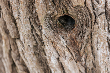 Close-up view of textured tree bark featuring a hollow opening, showcasing intricate patterns and natural details of the wood grain and surface imperfections