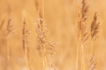 Obraz premium Golden grass stalks with delicate seed heads illuminated by soft sunlight in a natural setting, creating a warm and serene atmosphere in the background
