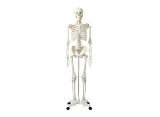 Full-length human skeleton model on a mobile rolling stand for medical anatomy and biological education, featuring detailed bone structure for anatomical study isolated on white background.
