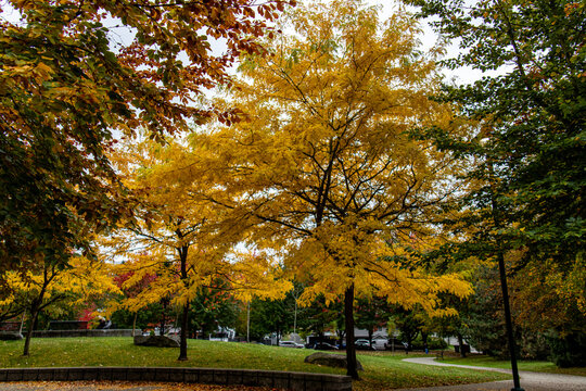Golden yellow honey locust trees in a city park during autumn in Vancouver Canada