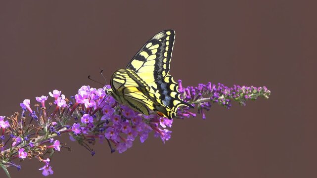 Old World Swallowtail butterfly collecting nectar on purple Buddleja Davidii flowers.