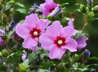 Fototapeta premium Hibiscus (Hibiscus syriacus) bush blooms in nature