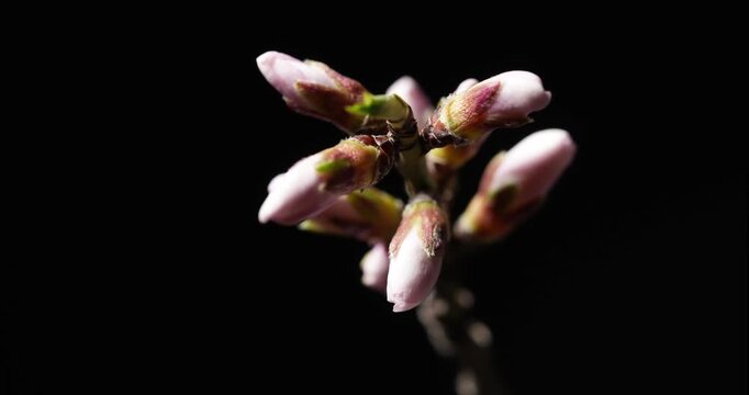 Stop-motion, timelapse macro of almond buds opening into pale pink-white blossoms with yellow stamens on a black background. Spring bloom, pollination, botanical close-up.