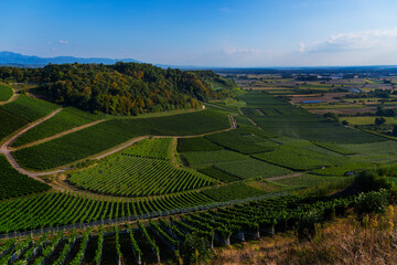Fototapeta premium Weinberge Reben Winzer 