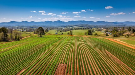 Obraz premium Lush Green Agricultural Fields Under Blue Sky with Mountains in the Background Showcasing a Vibrant Rural Landscape in Springtime