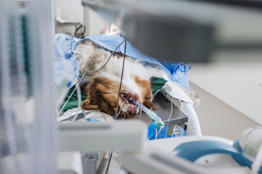 A veterinary team works in a surgical room on a dog that is under anesthesia. The setting is a modern animal clinic focused on pet health.