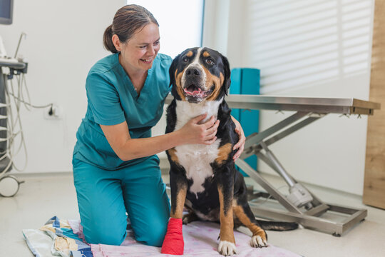 Female vet helps injured dog by cleaning and bandaging its paw in a bright and clean veterinary clinic.