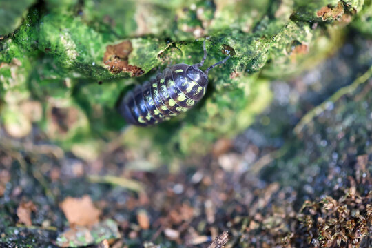Nahaufnahme eine Assel auf einem Baumstamm.