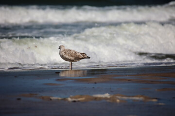 Eine M&ouml;we am Strand der Ostsee.
