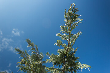 Obraz premium Spruce branches in snow and ice against a blue sky.