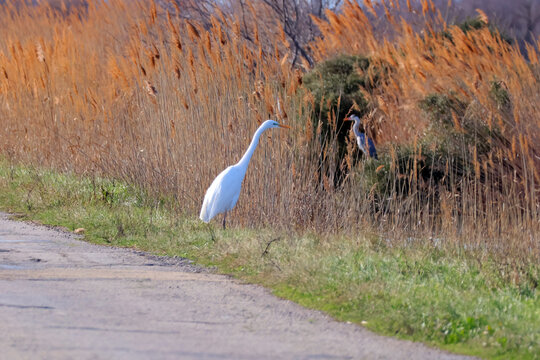un aigrette en plein vagabondage