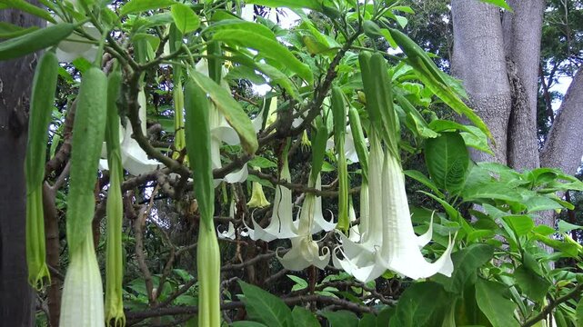 Brugmansia (Latin: Brugmansia) is a poisonous plant with green leaves.