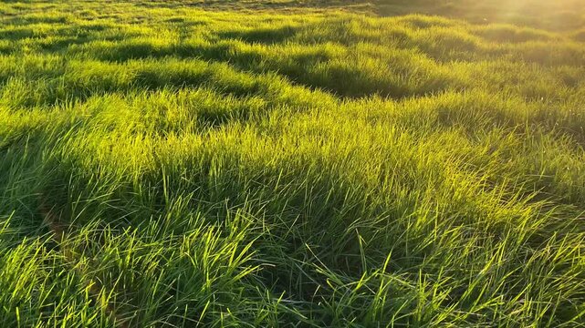 The wind sways the green grass in the meadow.Texture of green grass. Grass, park, field.