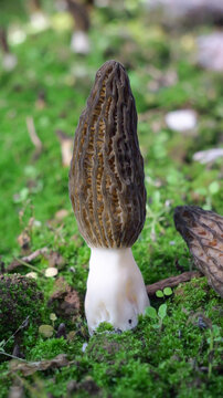 Fresh Morel Mushroom with Honeycomb Pattern Growing in Forest Moss - Wild Edible Fungi in Natural Alpine Habitat