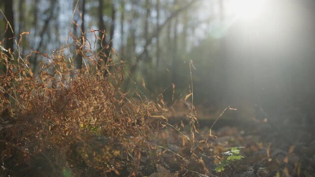 Backlit Dry Grass and Plants in Forest Sunlight