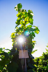 Fototapeta premium Weinberge Reben Winzer 