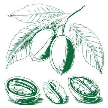 Green pecan nut tree branch with leaves and ripe kernels hand drawn sketch illustration isolated on transparent background organic farming and healthy food snack concept for packaging