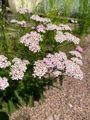 Flowering achillea millefolium with cute pink inflorescences in a summer garden.Wild yarrow flowers .Nature background © Helen Pitt