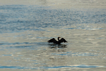 Obraz premium bird on the water