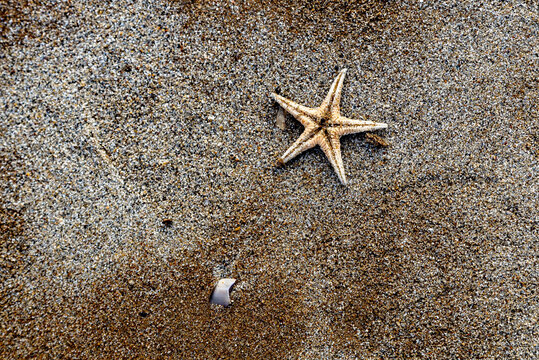 Small starfish on the wet sand of the Mediterranean sea beach in late autumn. Natural marine life from a top view. Minimalist summer resort atmosphere in Side, Turkey.