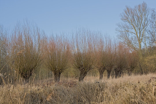 Row of pollarded willow trees in a marsh in the polder of Kruibeke, Antwerp, Flanders, Belgium 