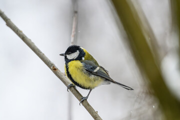 Fototapeta premium Great tit perched on a branch in winter