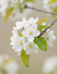 Obraz premium apple tree blossom