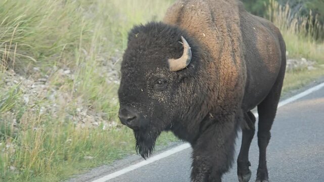 Large American Bison bull walking dangerously close to a tourist car on the Grand Loop Road in Yellowstone National Park, Wyoming, USA