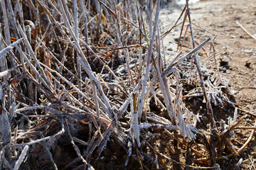 Reeds covered with salt at The Pink lake in Saltwater Lagoon