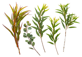 Fototapeta premium Eucalyptus branches foliage natural elements on transparent background