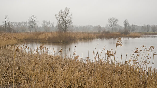 Foggy swamp with reed and bare trees in Bourgoyen nature reserve, Ghent, Flanders, Belgium 