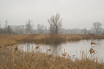 Naklejka premium mist over a swamp with reed and bare trees in Bourgoyen nature reserve, Ghent, Flanders, Belgium 