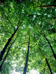 Fototapeta premium Green Forest Canopy View From Below With Sunlight Filtering Through Dense Tree Branches and Leaves
