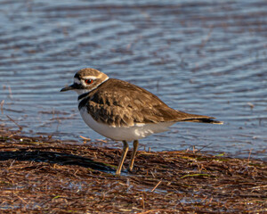 Obraz premium Killer deer standing on a river bank