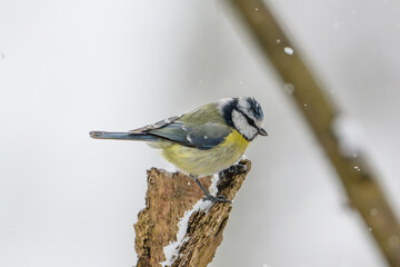 Blue tit on snowy branch © Michal Plevko