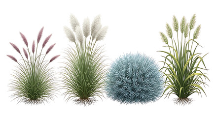 Ornamental grasses and shrubs on transparent background
