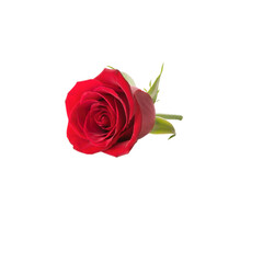 Vibrant Red Rose Bud Isolated on Black: Elegant Floral Bloom for Love, Romance, and Beauty Concepts