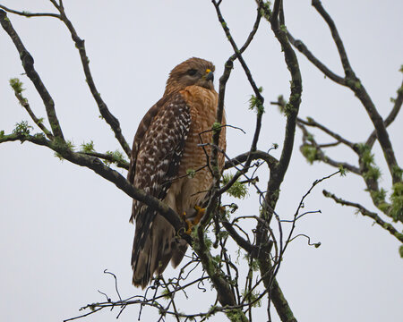 Red Shouldered Hawk perched in a tree