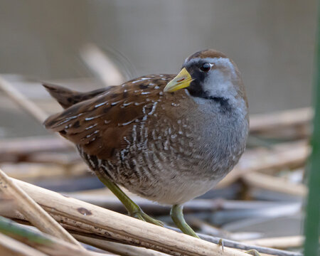 Close up of a Sora Rail