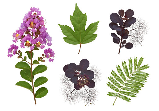 Purple smoke tree branches with pink crepe myrtle and green mimosa leaf set