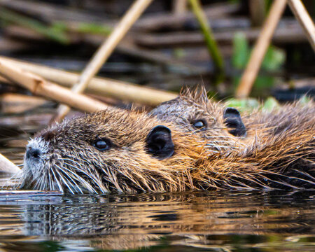 Close up of an invasive nutria rodent in Florida