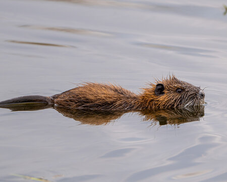 Close up of an invasive nutria rodent in Florida