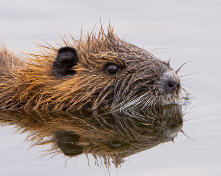 Close up of an invasive nutria rodent in Florida