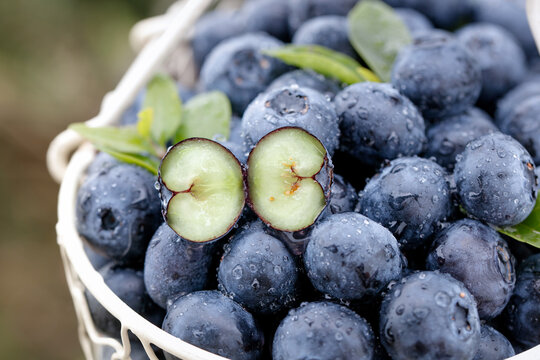 Fresh Alpine Blueberries with Water Droplets in Wicker Basket Still Life