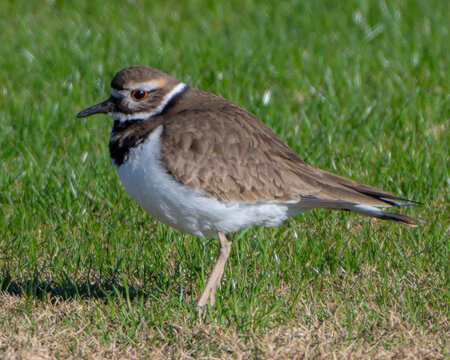 Portrait of a Killdeer bird
