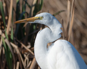 Fototapeta premium Great Egret in a Florida Marsh